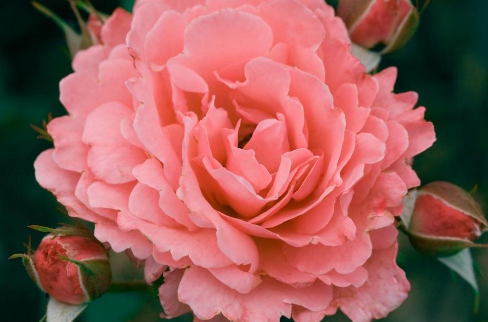How to Grow Easy Elegance Roses