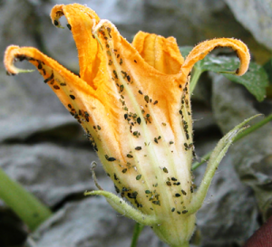 WHAT’S BUGGING OUR GARDENS? INSECTS & DISEASES!