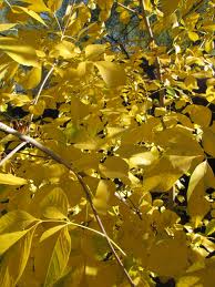 arizona ash in fall color