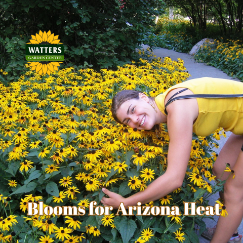 Blooms for AZ Heat