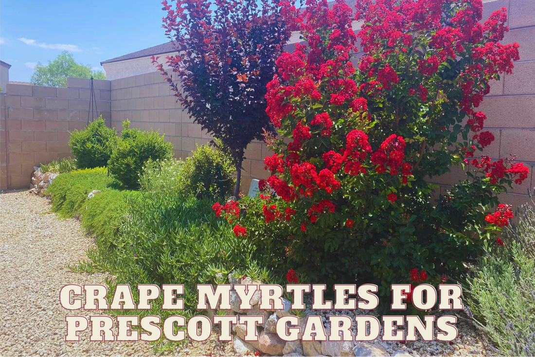 Southern Belle to Mountain Gem: Crape Myrtles for Prescott Gardens