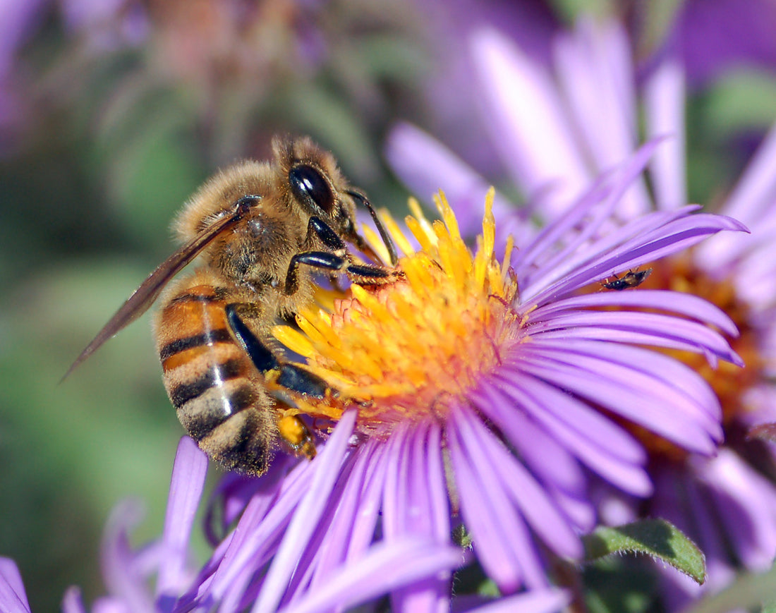 Bee Stings + Pain Free Remedies