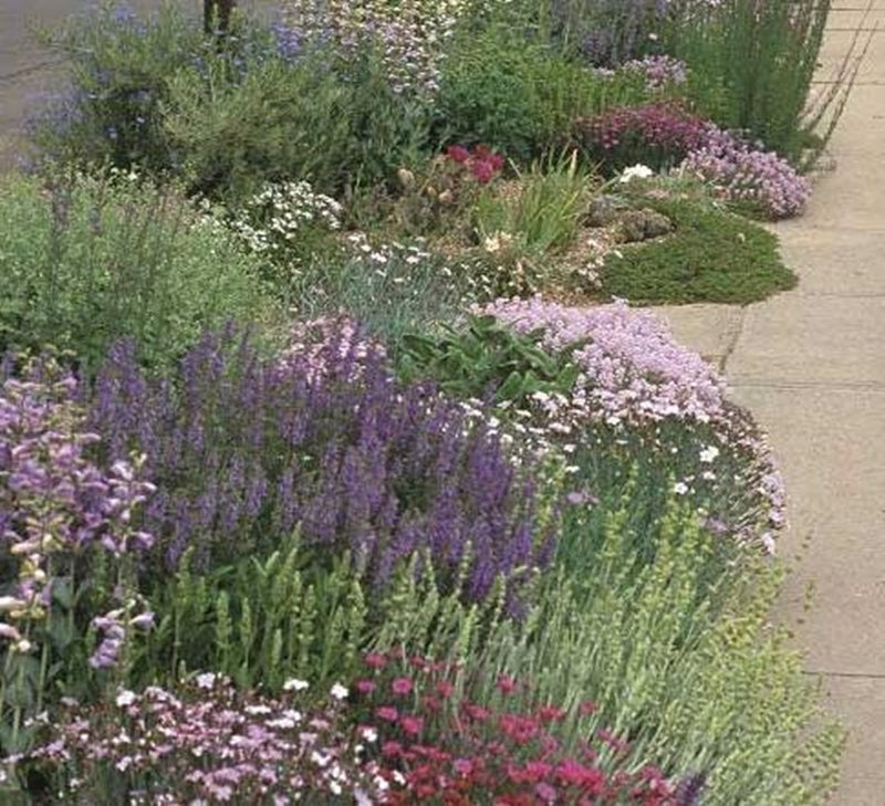 The Rarely-Tended Flower Garden