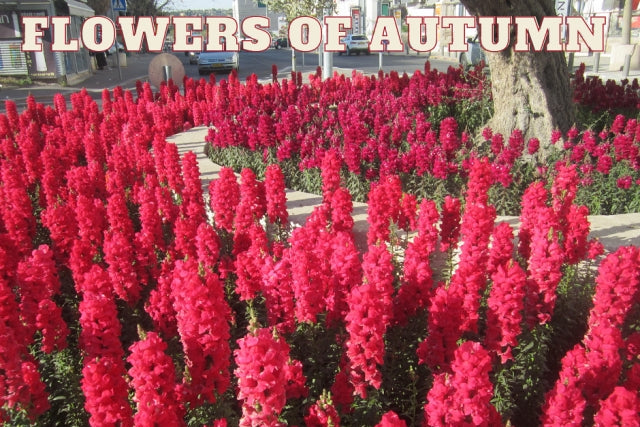 Top 10 Fall Flowers to Plant for a Gorgeous Fall Garden