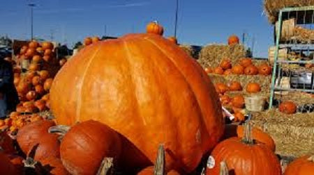 Growing the Giants! Really Big Pumpkins!
