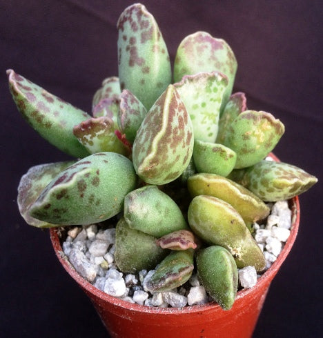 Extraordinary Succulents Grown Indoors