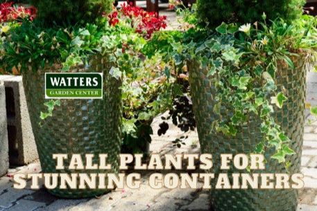 Top 10 Tall Plants for Stunning Containers