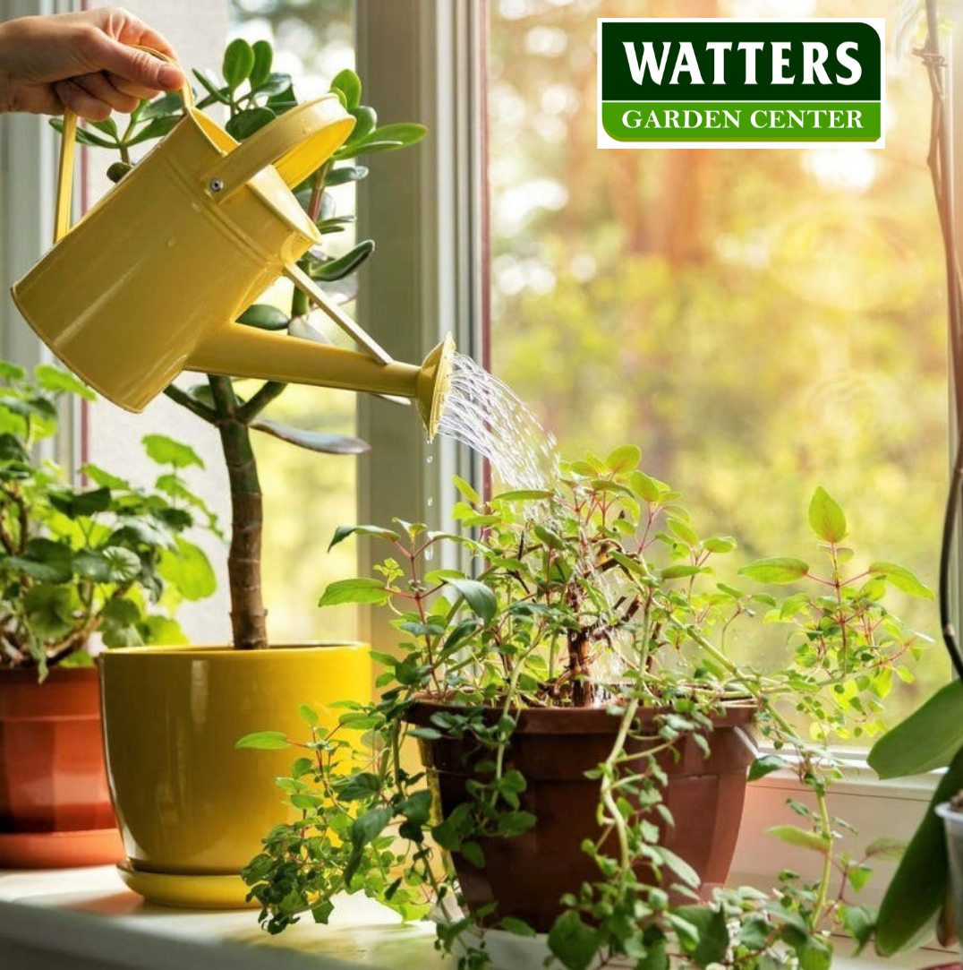 Water Houseplant in windowsill