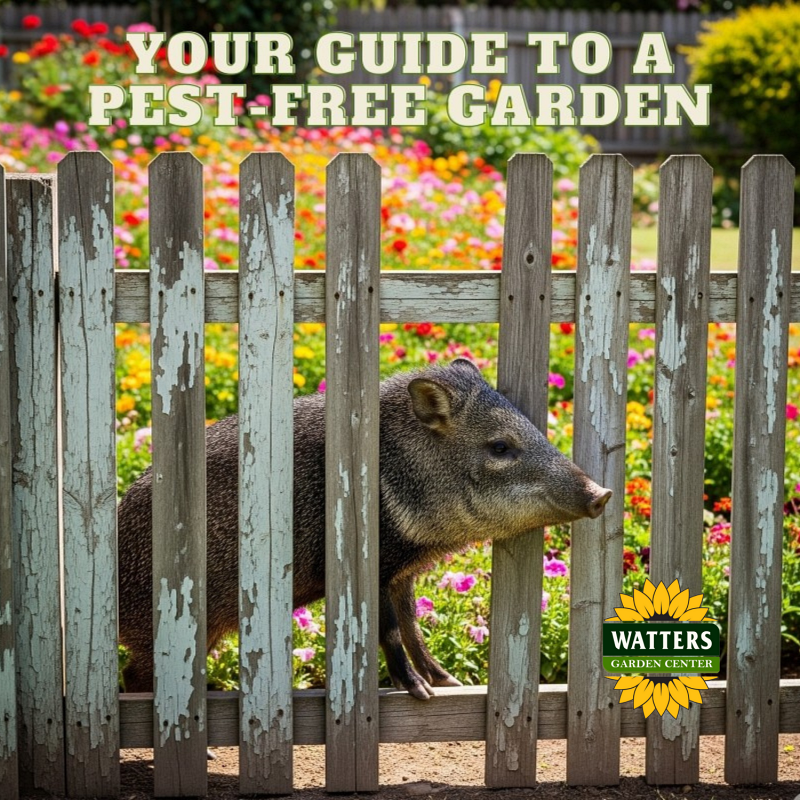 Javelina to Hornworms: Your Guide to a Pest-Free Garden