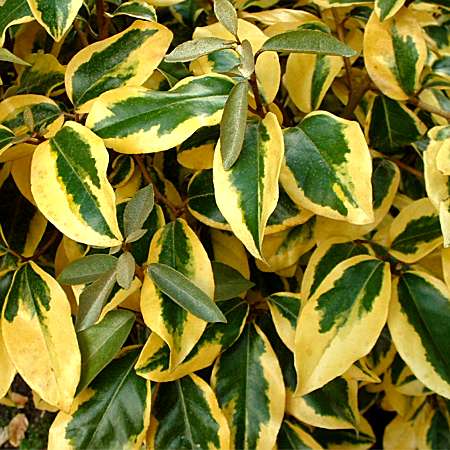 gilt edge silverberry