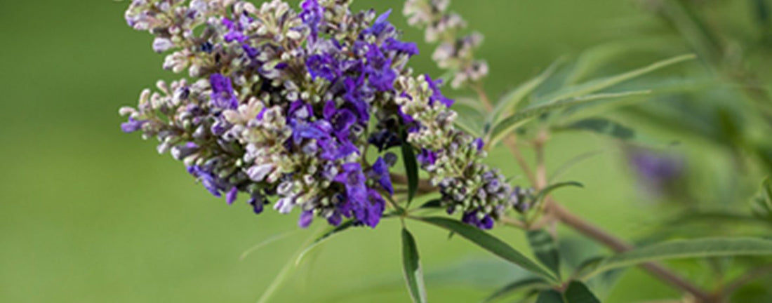 Easy Steps to Successful Pruning