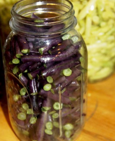 Royal Burgundy Bush Bean non-GMO $1.89