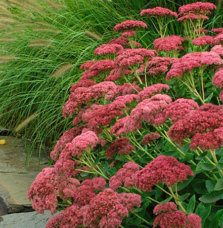 Create a High Hedge