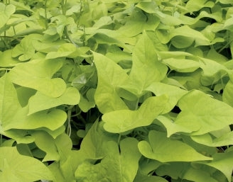 sweet potato vine