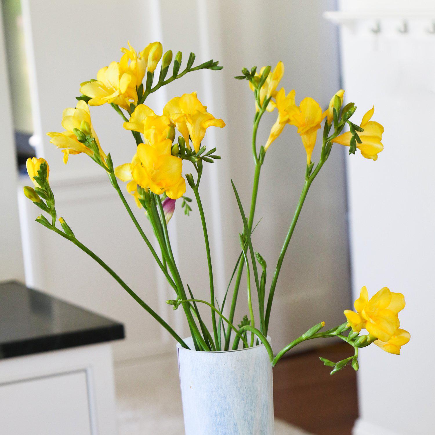 Freesia – Watters Garden Center