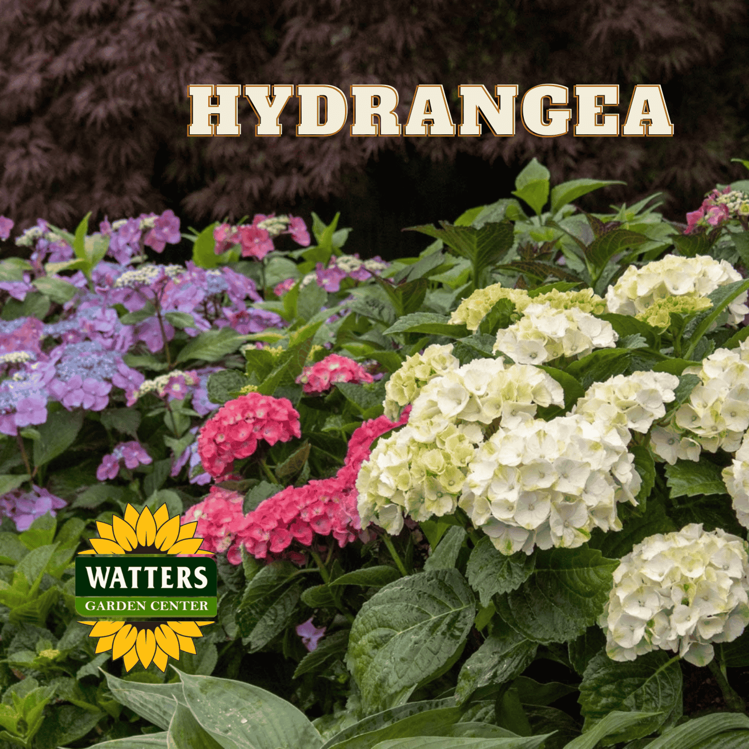 Hydrangea4937　0602 Hydrangea – Watters Garden Center