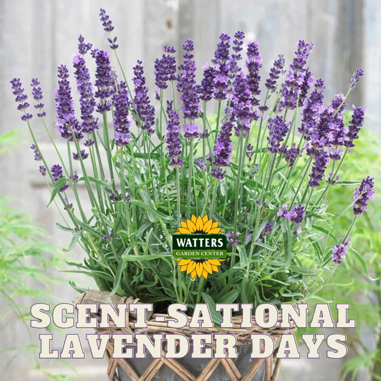Scent-sational Lavender Days