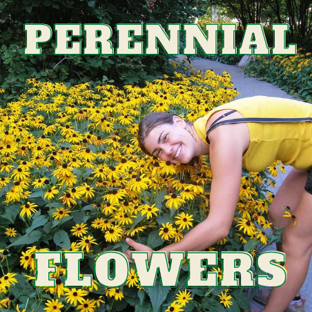 FLOWERS PERENNIAL