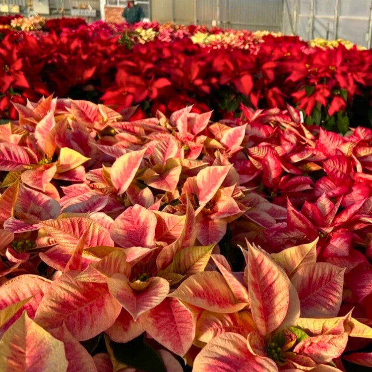 Festive Blooms Holiday Collection