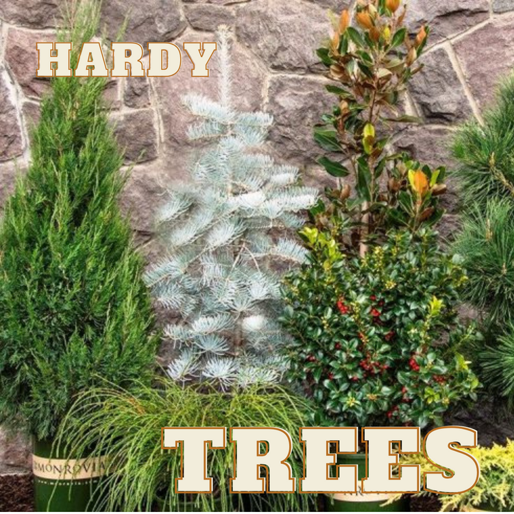 TREES