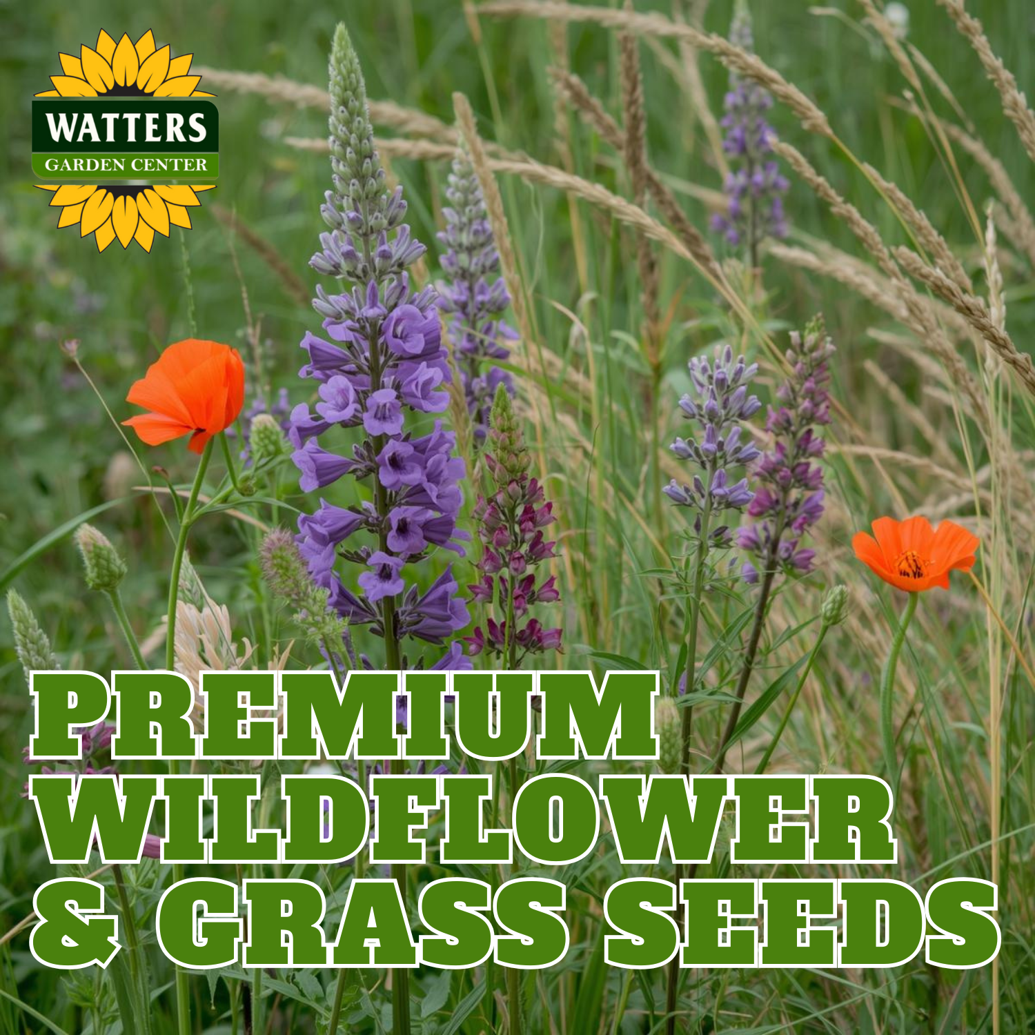 PREMIUM WILDFLOWER AND GRASS SEEDS  Watters Garden Center