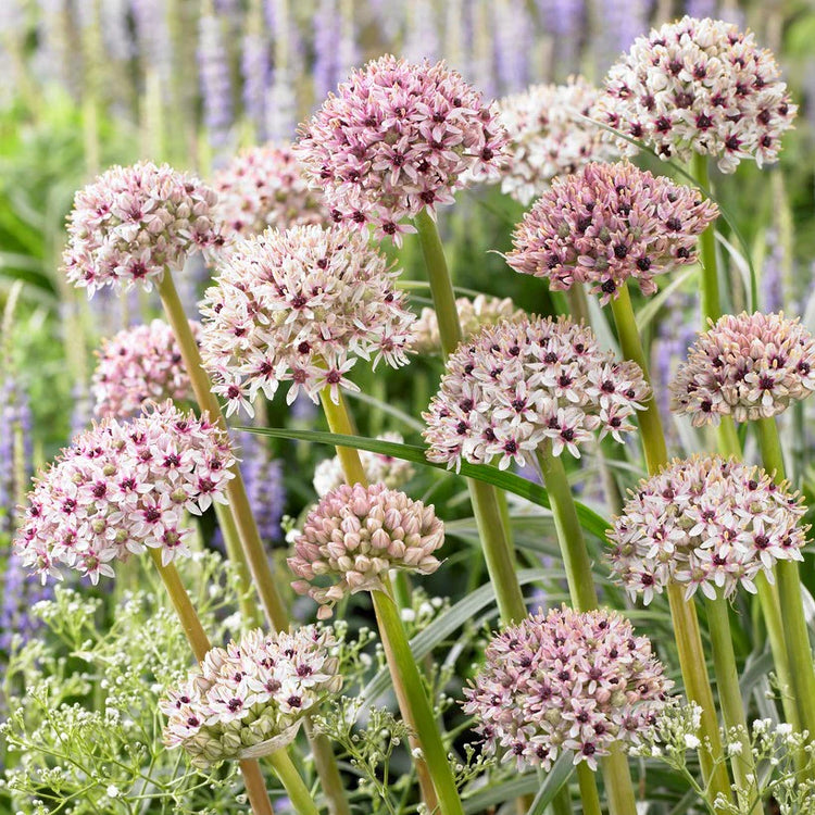 Allium