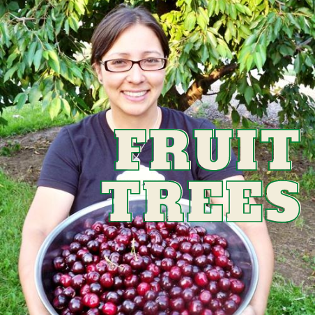 FRUITING TREES