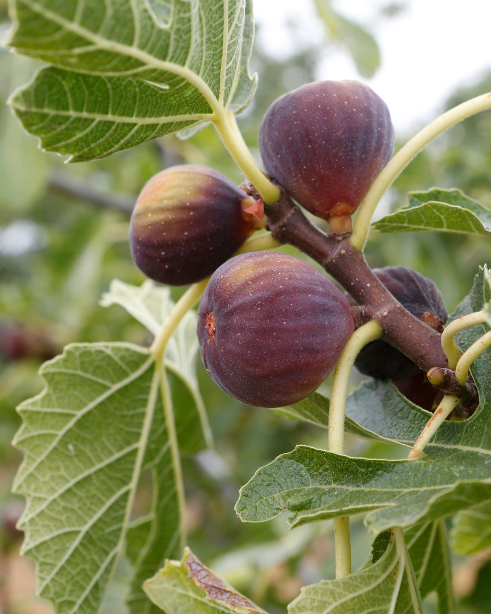 CELESTE FIG 5gal