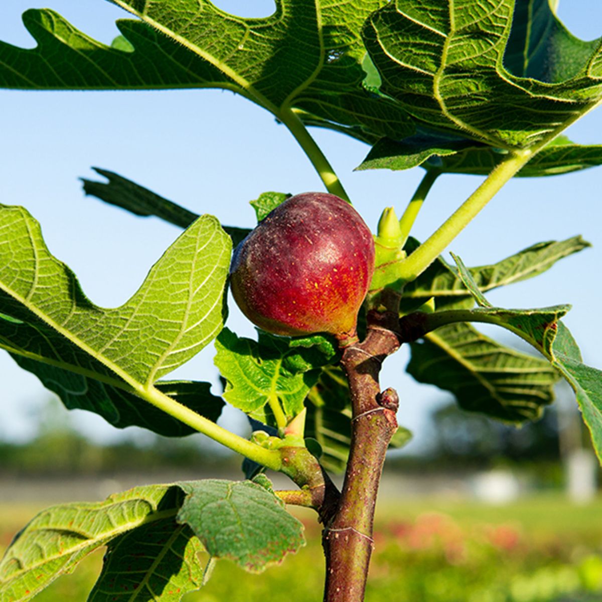 CHICAGO HARDY FIG 5gal