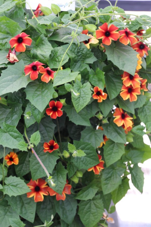 AMBER STRIPES BLACK EYED SUSAN 4in