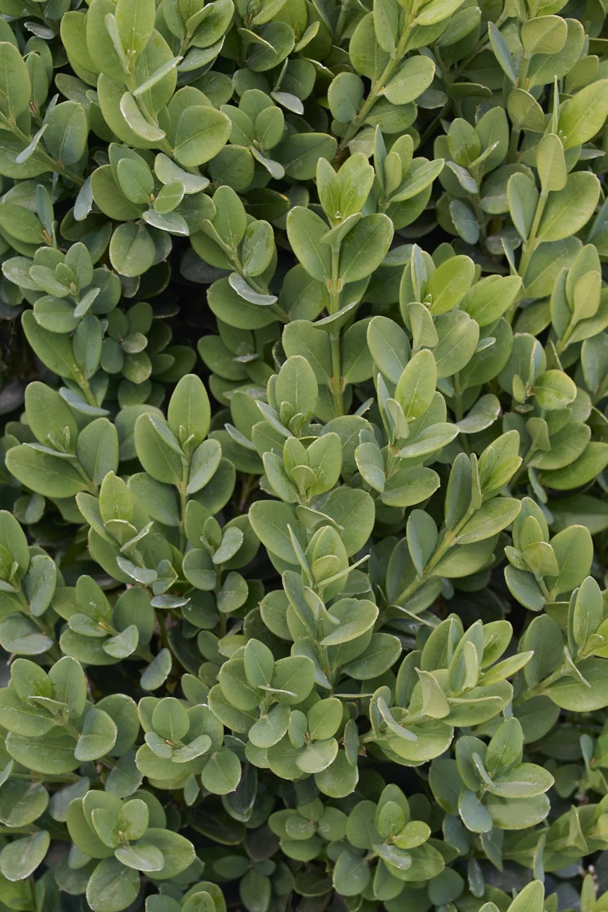 GREEN MOUNTAIN BOXWOOD 1gal