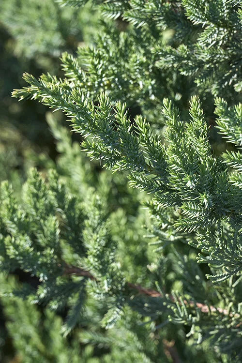 SAN JOSE JUNIPER TOPIARY 2gal