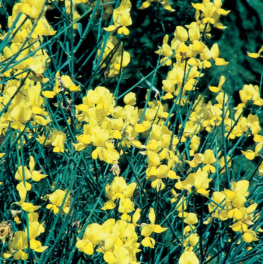 SPANISH BROOM 5gal