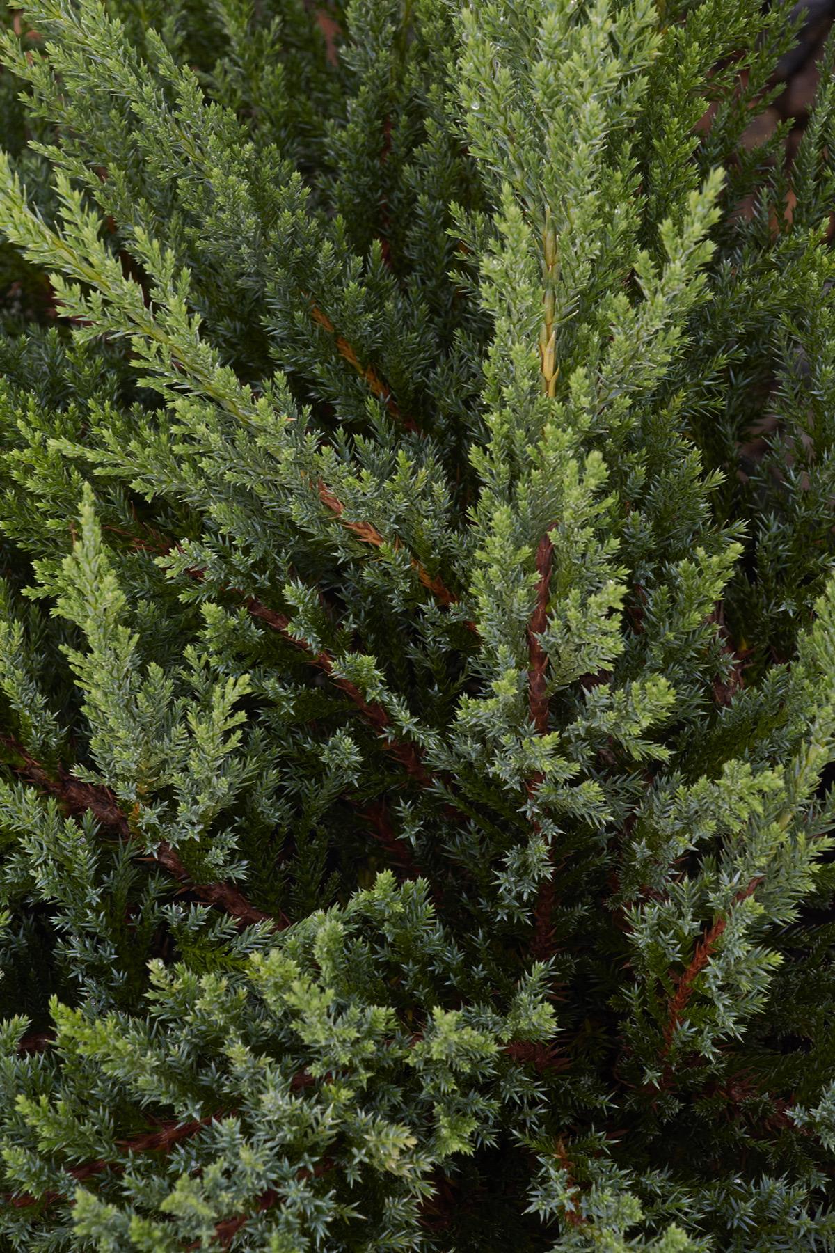 MOOR DENSE JUNIPER 2gal