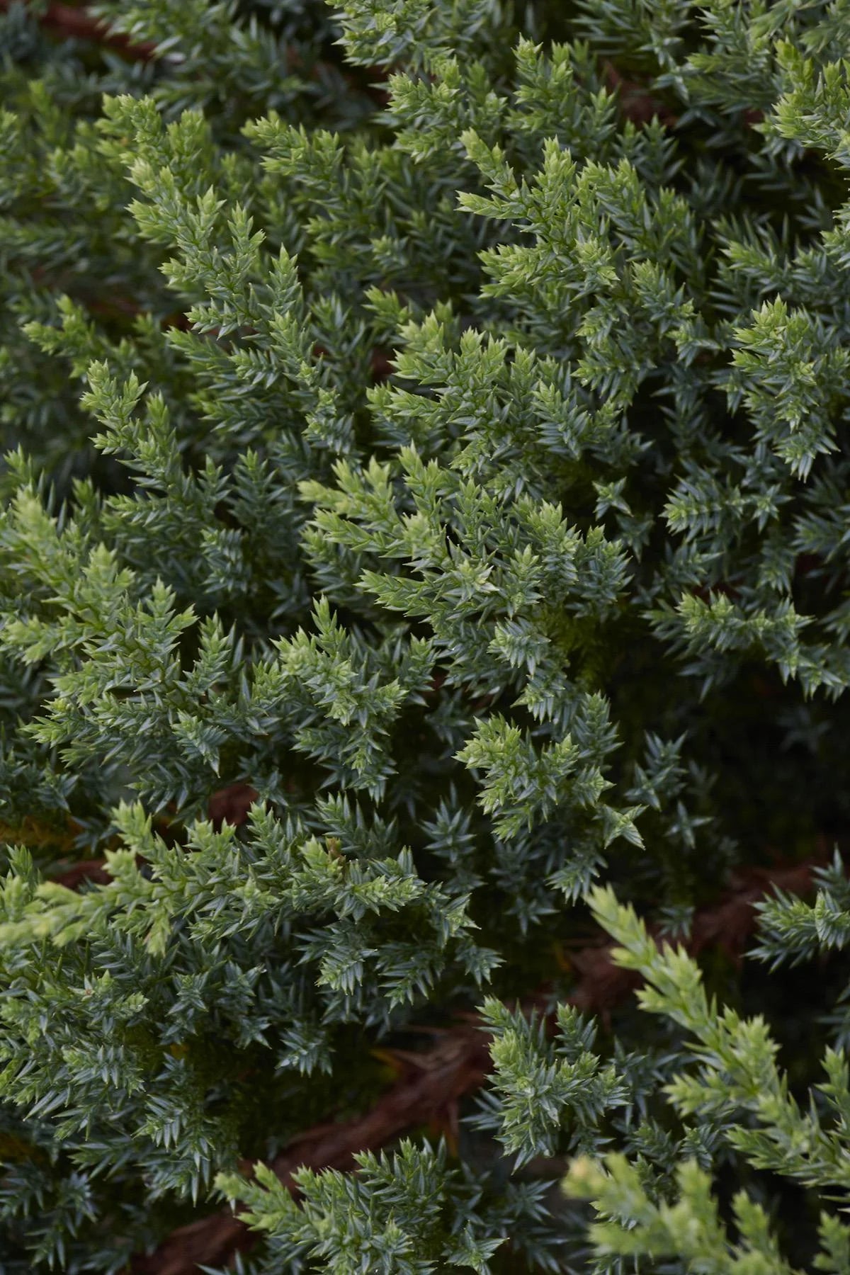 MOOR DENSE JUNIPER 2gal