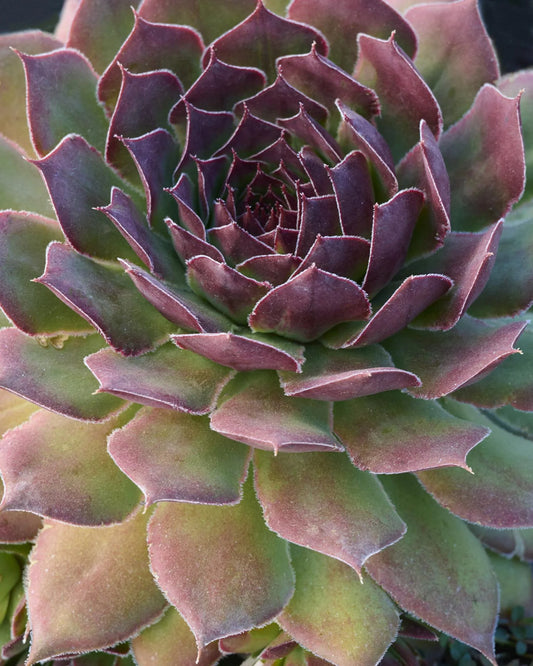 Black Hens And Chicks