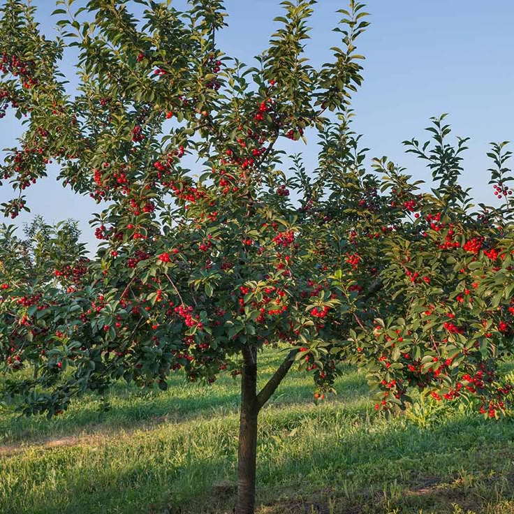 STELLA CHERRY TREE 7gal