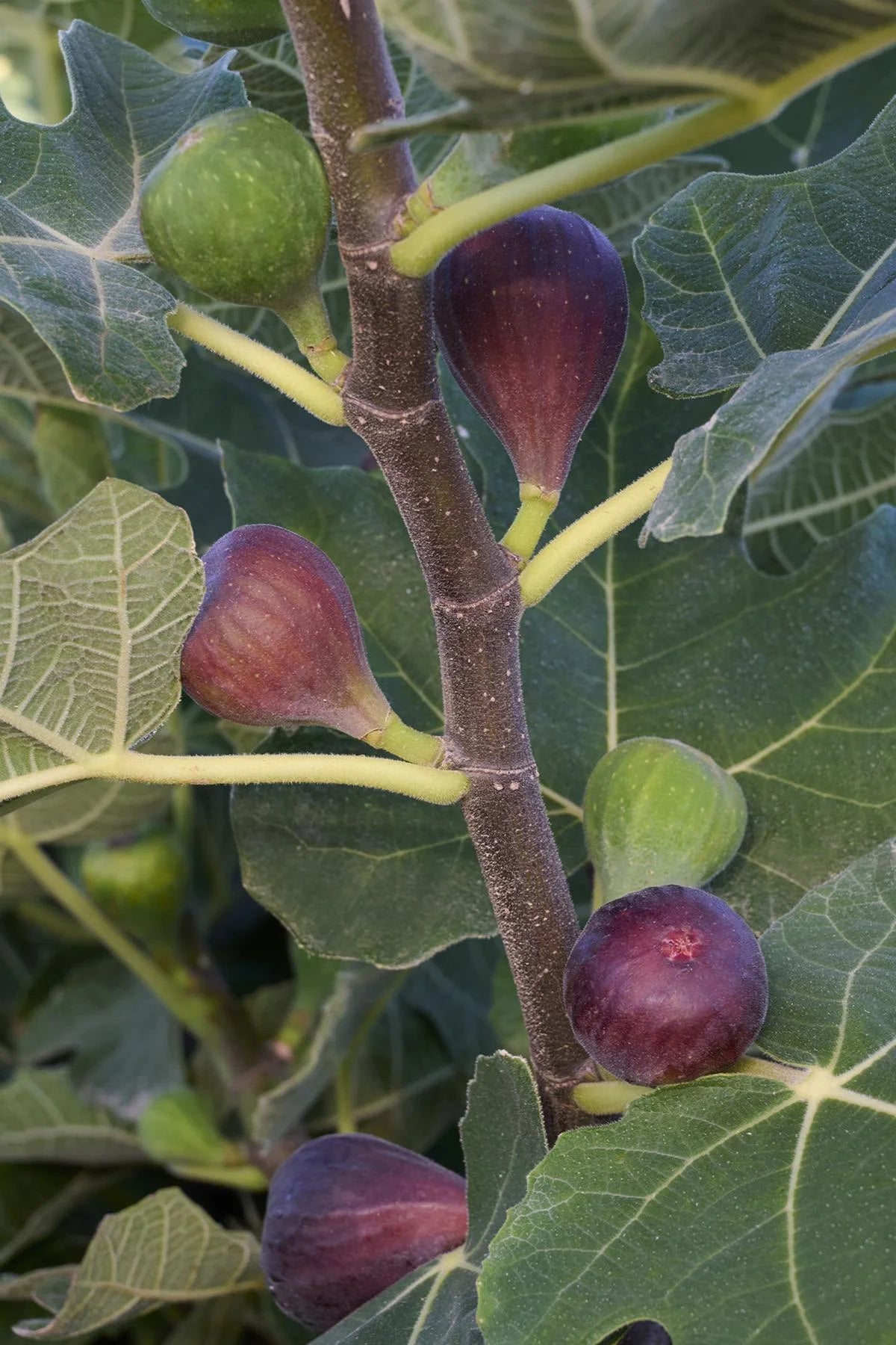 CHICAGO HARDY FIG 5gal