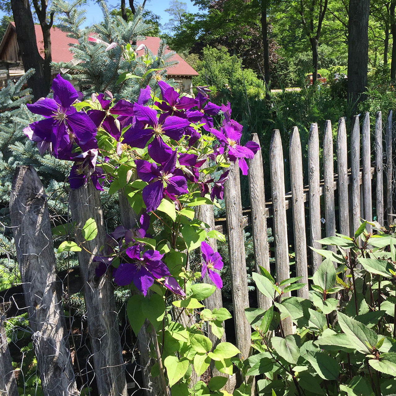JACKMAN CLEMATIS 2gal