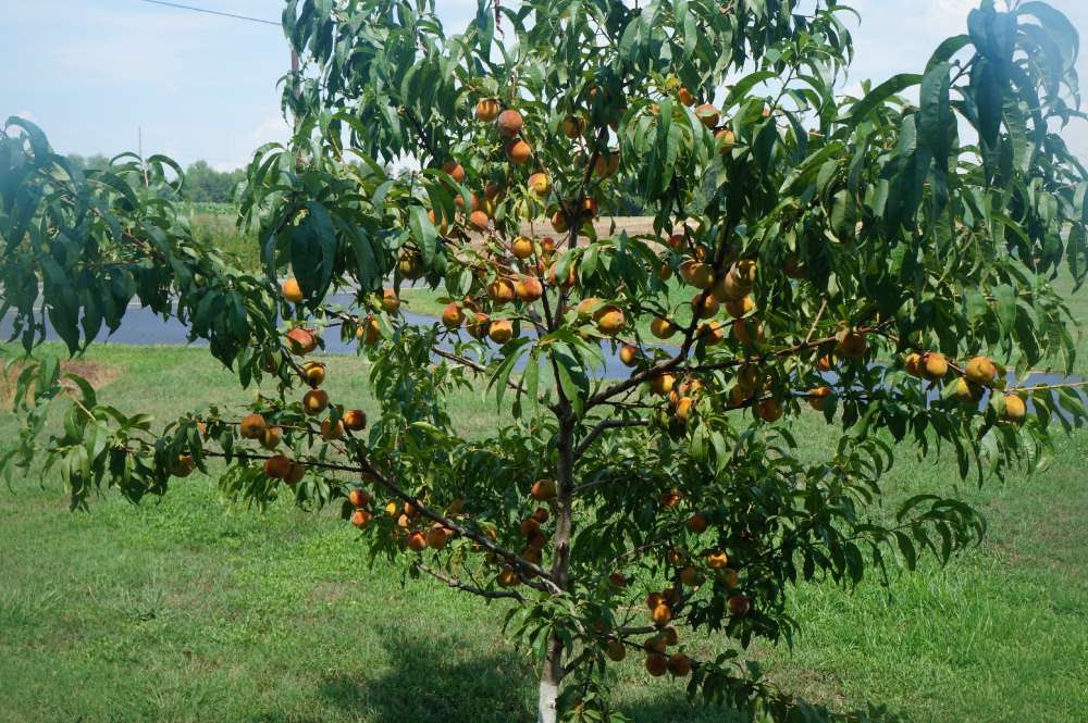 RELIANCE PEACH TREE 10gal