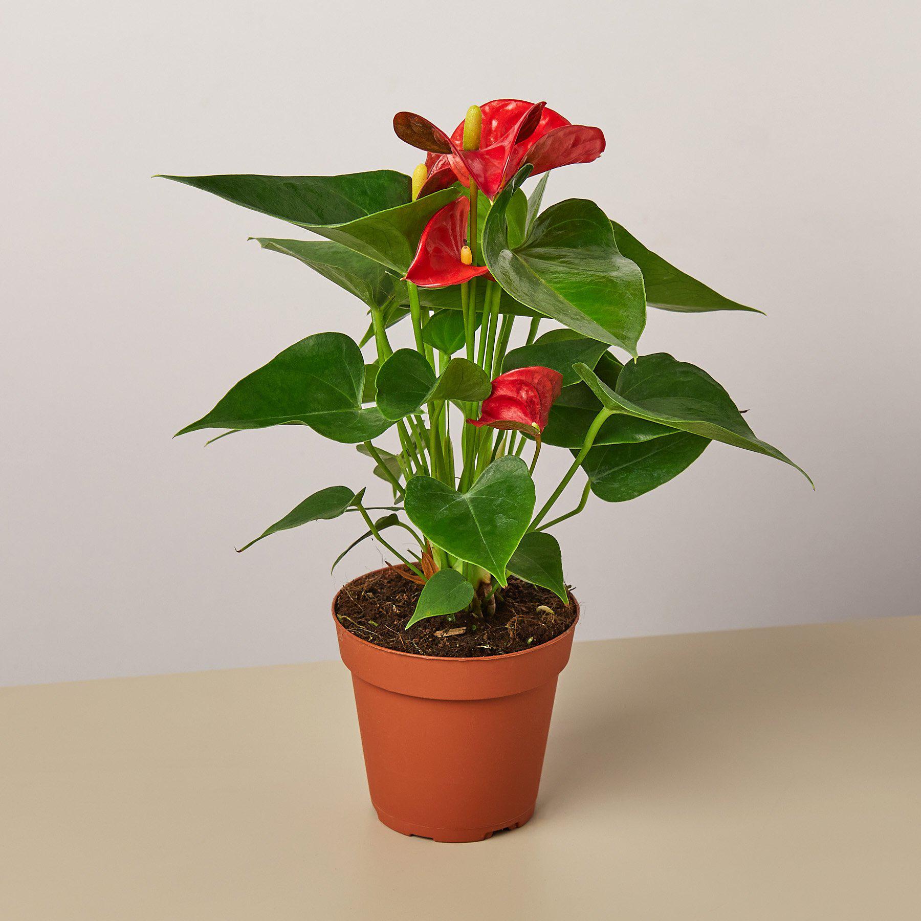 Anthurium 'Red' – Watters Garden Center