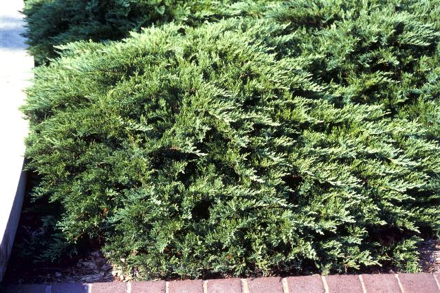 MOOR DENSE JUNIPER 2gal