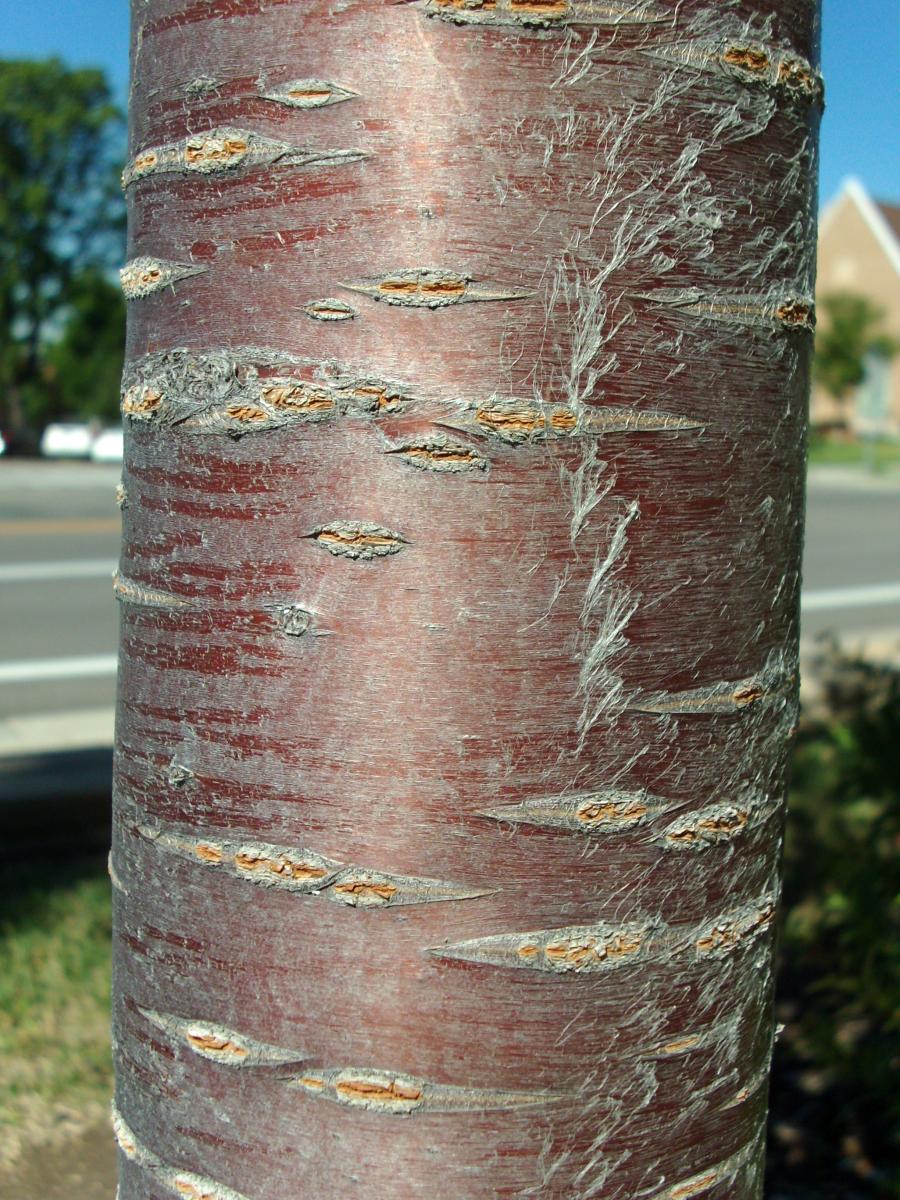 UTAH GIANT CHERRY TREE 7gal