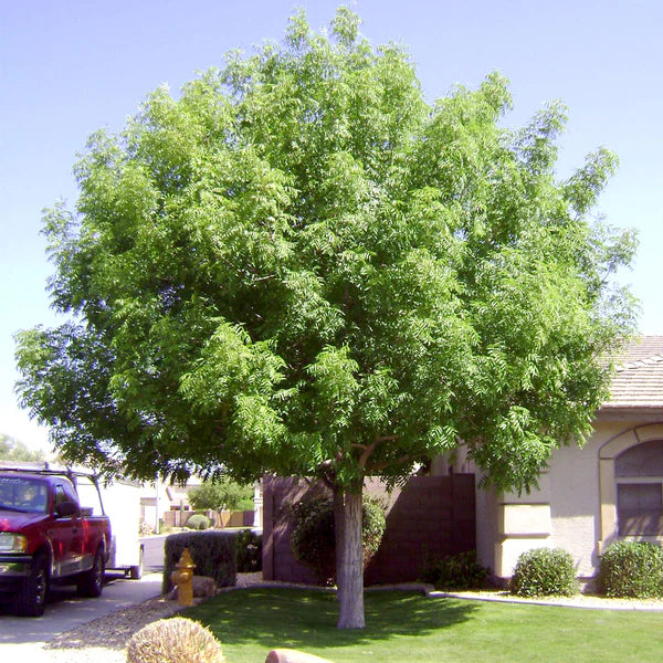 PISTACHE CHINESE TREE 5gal