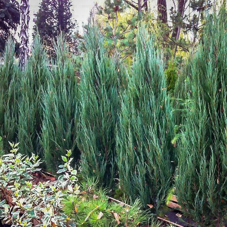 BLUE ARROW JUNIPER TREE 5gal