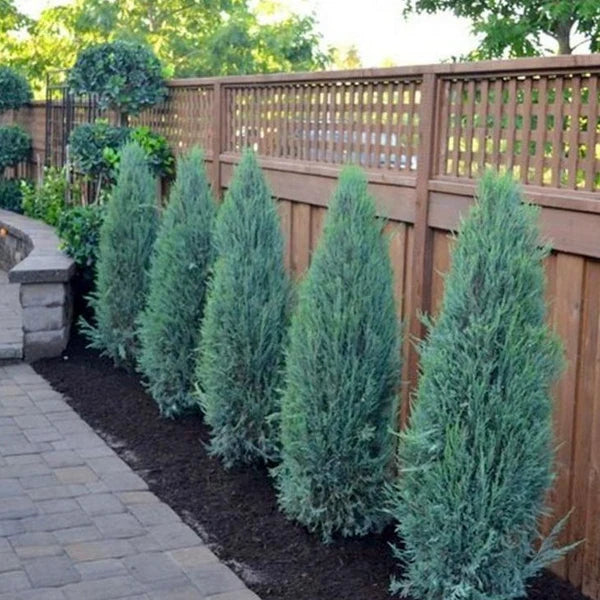 BLUE ARROW JUNIPER TREE 5gal