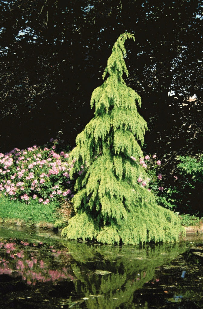 AUREA GOLD DEODAR CEDAR TREE 10gal