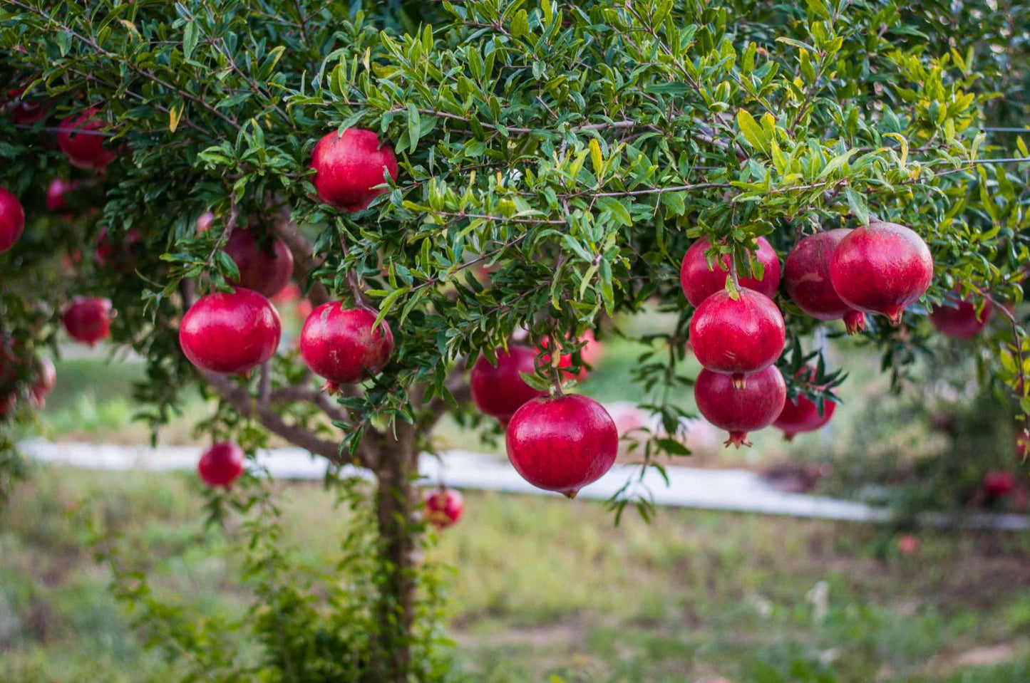 POMEGRANATE 5gal