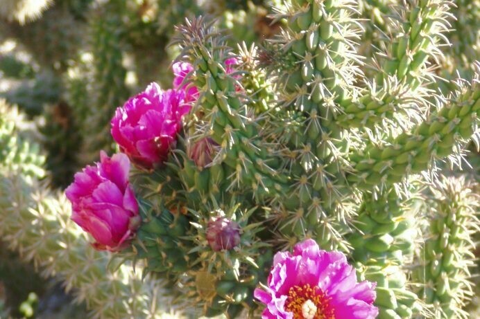 CANE CHOLLA 5 GAL