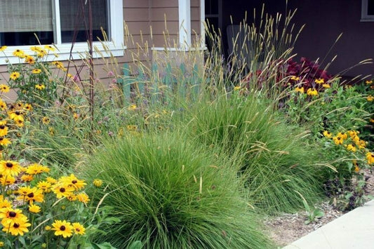 SLENDER SVELT GRASS 1GAL